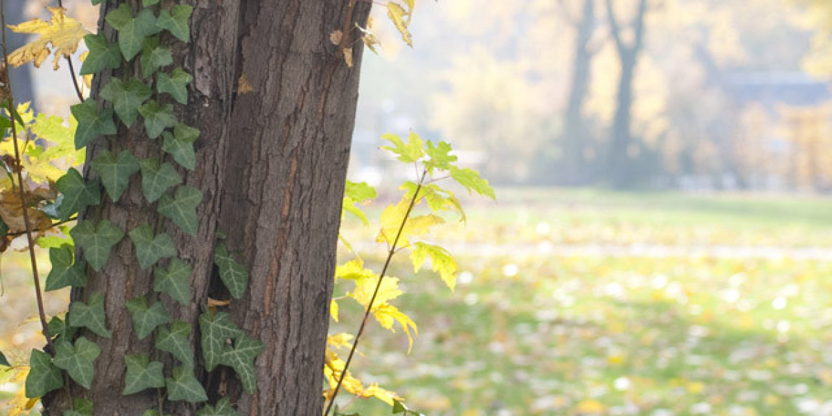 15 Best Online Casinos Australia 2025 Real Money Casino Sites